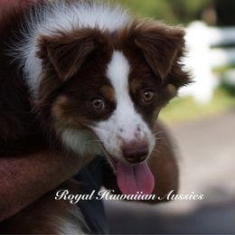 Ruby (Aruba litter name) - Red tri-color Miniature American Shepherd puppy in Kamuela On The Big Island, Hawaii from Royal Hawaiian Aussies LLC