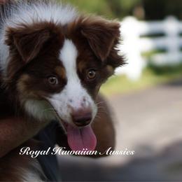 Ruby (Aruba litter name) - Red tri-color Miniature American Shepherd puppy in Kamuela On The Big Island, Hawaii from Royal Hawaiian Aussies LLC
