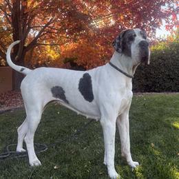 Heinrich - Great Dane