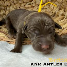 Bretta - Chocolate female Labrador Retriever puppy in Grants Pass, Oregon from KnR Antler Dogs