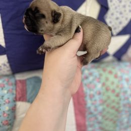 French Bulldog Puppies from The three little frenchies