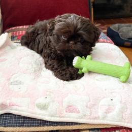 Dachshund and Shih Tzu Puppies from Anna’s Farmhouse Shihtzus