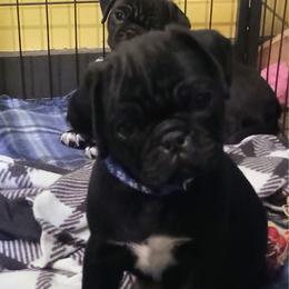 Boy 2 - Black male Pug puppy in Belmont, New Hampshire from Crazy Pugs Haven