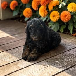 Rumpelstiltskin - Sable male Poodle puppy in Ellenburg Center, New York from Kristin's Puppies