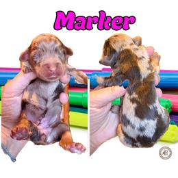 Marker - Chocolate merle female Bernedoodle puppy in Banner Elk, North Carolina from Walnut Tree Bernedoodles