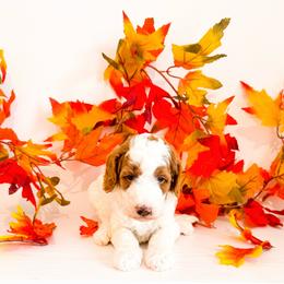 Mr Gray - Parti male Goldendoodle puppy in Kissimmee, Florida from Poodle Doodle Kennels