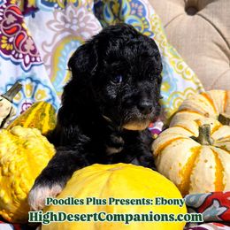 Aussiedoodle, Poodle, and Toy Australian Shepherd Puppies from High Desert Companions