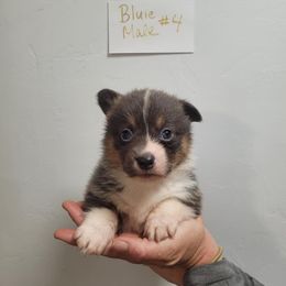 Bluie male (4) - Blue Pembroke Welsh Corgi puppy in Tucson, Arizona from Little Reds Corgis