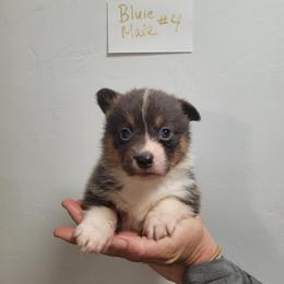 Bluie male (4) - Blue Pembroke Welsh Corgi puppy in Tucson, Arizona from Little Reds Corgis