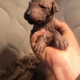 Tayta - Black Peruvian Inca Orchid puppy in Waldron, Arkansas from Gryphon Lane Dachshunds and PIOs