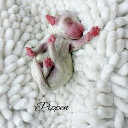 Pippen - Parti male Goldendoodle puppy in from Pink Poodles and Doodles