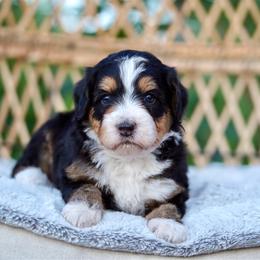 Theodore - Tri-color male Bernedoodle puppy in Spokane, Washington from Lilac City Doodles
