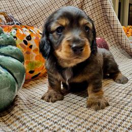 Male wild boar longhair - Wild boar male Dachshund puppy in Andalusia, Alabama from Sweet Home Alabama Dachshunds