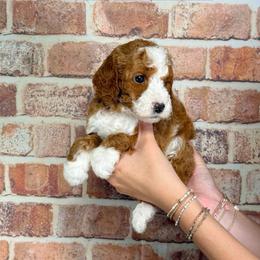 Jermaine - Red  male Goldendoodle puppy in Calhoun, Georgia from Happy Top Doodles