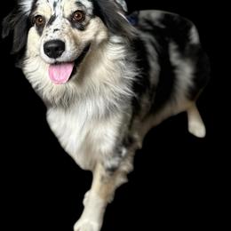 Gabby - Miniature Australian Shepherd
