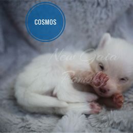 Pomsky Puppies from New Gaia Pomsky