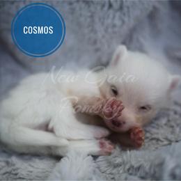 Pomsky Puppies from New Gaia Pomsky