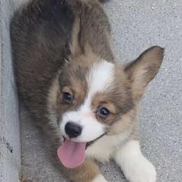 Pembroke Welsh Corgis from Corgis By Tally