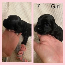 Cocker Spaniel Puppies from Becky's Cockers