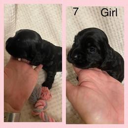 Cocker Spaniel Puppies from Becky's Cockers