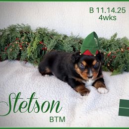Stetson - Black tri male Miniature Australian Shepherd puppy in Madisonville, Texas from Flying LL Aussies