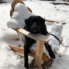 Bernese Mountain Dog, Golden Mountain Dog, and Golden Retriever Puppies from Canyon Meadows Farm
