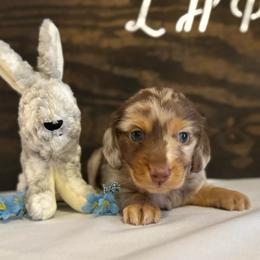 Wal-E - Dapple male Dachshund puppy in Dothan, Alabama from Little House Pups