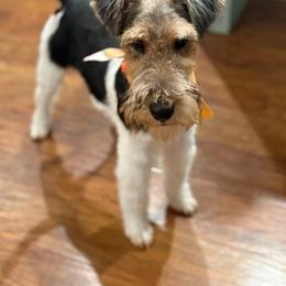 Boss - Wire Fox Terrier