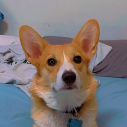 Willow Rae - Pembroke Welsh Corgi