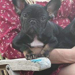 Latte - Black and tan male French Bulldog puppy in Spanaway, Washington from PNW Bigfoot Bullies