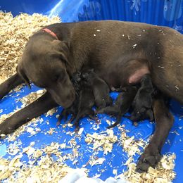 Dilute Retriever and Labrador Retriever Puppies from CKB Labradors