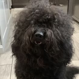 Max - Barbet