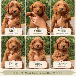 Girl 1 - Red  female Goldendoodle puppy in Buckley, Washington from Homestead Doodles
