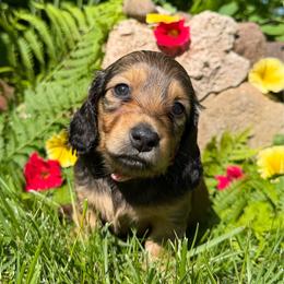 Jenga - Red female Dachshund puppy in Michigan from Hidden Haven Dachshunds