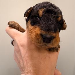 Baby Boy Pink - Black and tan male Airedale Terrier puppy in Mooresville, North Carolina from Farm 55