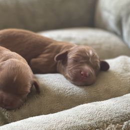 Cavalier King Charles Spaniels and Cavapoos from Cali Cavaliers