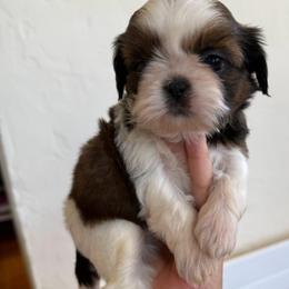 Rafael - AKC Champion Bloodline - Red and white male Shih Tzu puppy in Long Beach, California from Prieto Shih-Tzu's