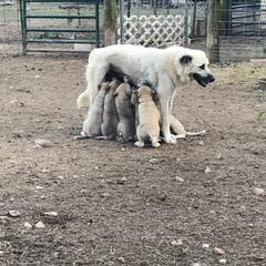 Anatolian Pyrenees and Cardigan Welsh Corgi Puppies from Cavalier Acres Farm