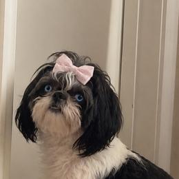 LaLa - Shih Tzu