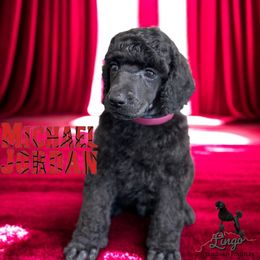 Michael Jordan - Black male Poodle puppy in Nederland, Texas from Lingo Standard Poodles