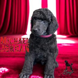 Michael Jordan - Black male Poodle puppy in Nederland, Texas from Lingo Standard Poodles