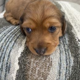 Dachshund Puppies from Ruby Desert Doxies