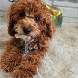 Royce - Red male Cavapoo puppy in Gunnison, Utah from Curls and Camo Pups