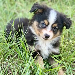 Miniature Australian Shepherd and Toy Australian Shepherd Puppies from Best Little Aussies
