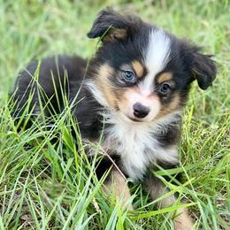 Miniature Australian Shepherd and Toy Australian Shepherd Puppies from Best Little Aussies