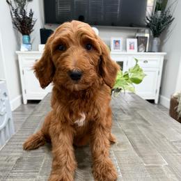Purple - Red  female Goldendoodle puppy in Bakersfield, California from Lavish Doodles
