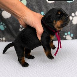 Magenta female - Black and mahogany female Rottweiler puppy in Lake City, Florida from Haus Der Wut Kennels