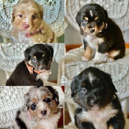 Miniature Australian Shepherd Puppies from JW Ranch