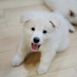 Berger Blanc Suisse Puppies from Moonlight Berger Blanc Suisses