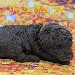 Miss Yellow - Chocolate female Labradoodle puppy in Lebanon, Pennsylvania from Robertson's Retrievers and Doodles